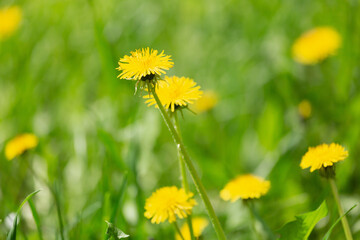 Close-up of yellow spring flowers on the ground. Yellow dandelion flowers on a green background. Field with yellow dandelions.
