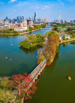 Kapok flower blooming in guangzhou, guangdong province scenery