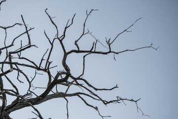 Dry tree branches. View from the bottom of the tree, no leafs against and blue sky.