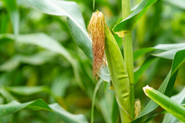 Young green corn in the rainy season cultivated in Thai gardens.