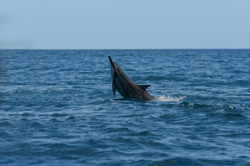 Fototapeta premium view of a dolphin in the indian ocean