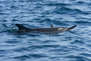 Fototapeta premium view of a dolphin in the indian ocean
