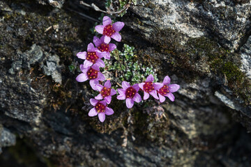 The Purple saxifrage (Saxifraga oppositifolia)