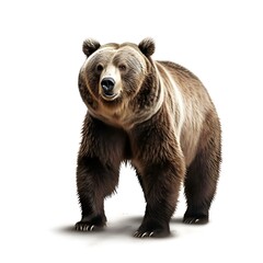 Brown bear isolated on white