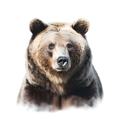 Brown bear isolated on white