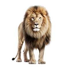 lion isolated