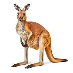 Kangaroo isolated on white