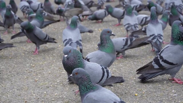 A group of pigeon eating food