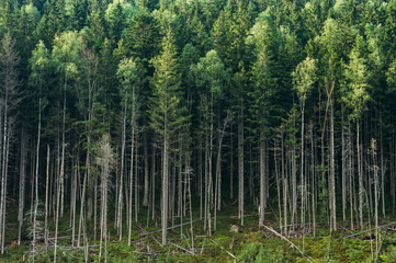 Fototapeta na wymiar Edge of the forest