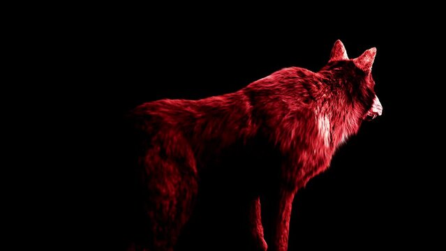 The blood wolf looks around warily. High quality animation of a wolf monster.