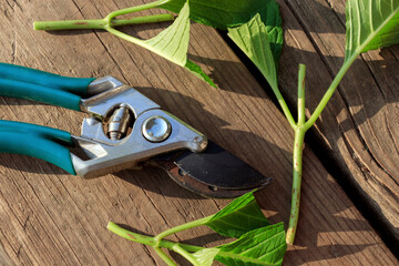 Hydrangea cuttings, propagation of hydrangea plants with chopped cuttings with leaves