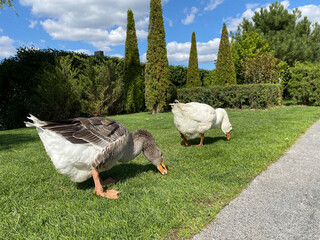 White and gray goose nibble green grass on the lawn in the park.