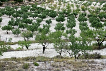 almond and olive groves