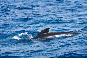 dolphin swimming through the blue sea with the dorsal fin above the water surface, concept of marine life and ecology