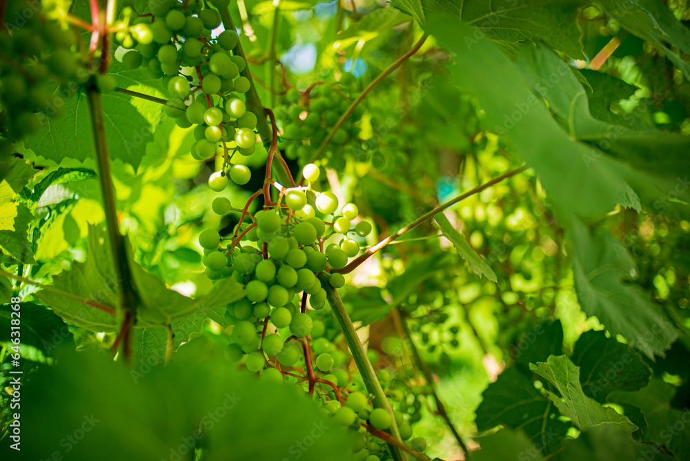 Wall mural green grapes in the garden