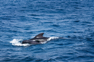 pilot whale swimming through the blue sea with the dorsal fin above the water surface next to its newborn calf, concept of marine wildlife and ecology, copy space for text