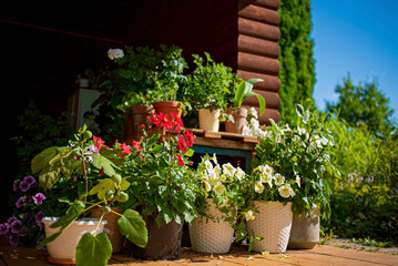 different flowers in the pots