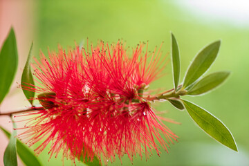 Red Bottlebrush Callistemon on the green background