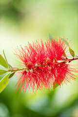 Red Bottlebrush Callistemon on the green background