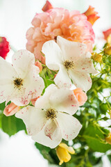 nice roses in the vase
