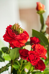 nice roses in the vase