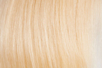 Close-up view of natural shiny hair, bunch of fair blonde curls background