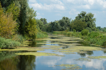 Trubizh River. A river with willows and duckweed on a sunny summer day in the Ukrainian forest-steppe zone. Pereyaslav, Ukraine.