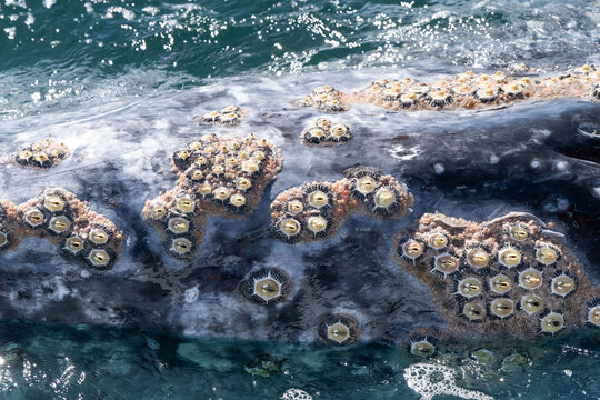 Closeup view of whale skin covered by barnacles