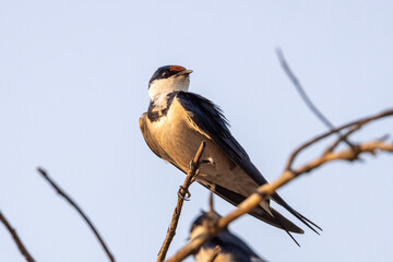 White-throated swallow (Witkeelswael) in Rietvlei Nature Reserve