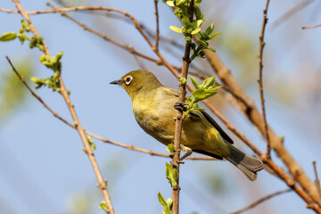Cape White-eye (Kaapse Glasogie) in Rietvlei Nature Reserve