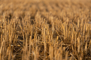Dry stubble remained on the mown field