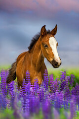 Foal in purple flowers
