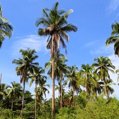 Fototapeta na wymiar Palm trees of Palawan