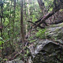 Fototapeta premium Palawan rainforest