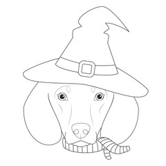 Halloween greeting card for coloring. Dachshund dog dressed as a witch with black hat and green and black scarf