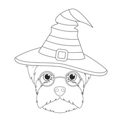Halloween greeting card for coloring. West Highland White Terrier dog dressed as a witch with glasses and black and orange hat