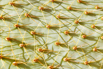 Close-up on the texture of a cactus with needles. - 646330496
