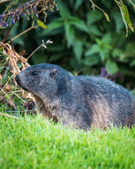 marmot in the grass