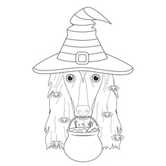Halloween greeting card for coloring. Afghan Hound dog dressed as a witch with black and purple hat, a cauldry in the mouth and spiders falling from the hair