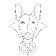 Halloween greeting card for coloring. Belgian Sheperd Malinois dog with a white half mask over his face, black cape and a pumpkin in the mouth