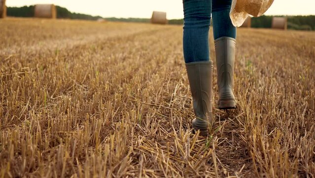 Rubber boots outdoors in field close up. Working woman agronomist walk on straw of harvested wheat. Agriculture worker walk in rubber boots at sunset