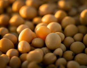 Golden soybeans after harvesting