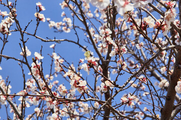 Selective focus of beautiful branches of white blossoms on the tree under blue sky, Beautiful Sakura flowers during spring season in the park, Floral pattern texture, Nature background.