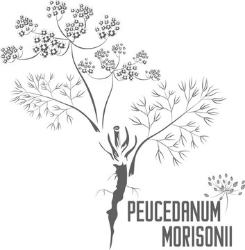 Peucedanum morisonii vector silhouette. Medicinal Peucedanum morisonii plant outline. Set of Peucedanum plant in Line for pharmaceuticals and cooking. Contour grawing of medicinal herbs