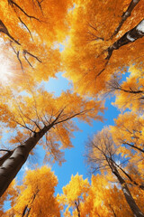 下から見上げた黄色く紅葉した木々と青空の広角撮影「AI生成画像」