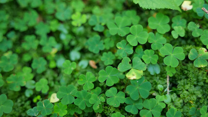 Plants in the Carpathian Mountains in autumn