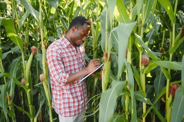 Young handsome African American Farmer or Agronomist inspects corn crop.