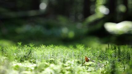 Plants in the Carpathian Mountains in autumn