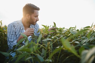 An Indian farmer works in a soybean field. The farmer examines and inspects the plants.