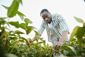 African American male farmer in soybean field at sunset.